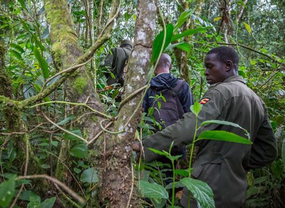 Nature Walks in Mubwindi Swamp, Bwindi Impenetrable National Park