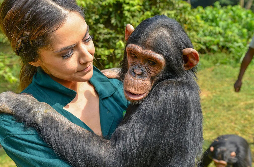 Ngamba Island Chimpanzee Sanctuary: Uganda’s Haven of Hope on Lake Victoria