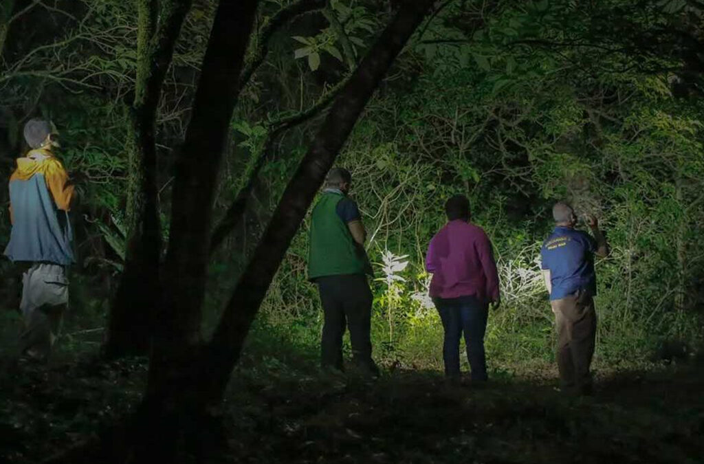 Night Walks in Kibale Forest National Park