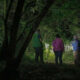 Night Walks in Kibale Forest National Park