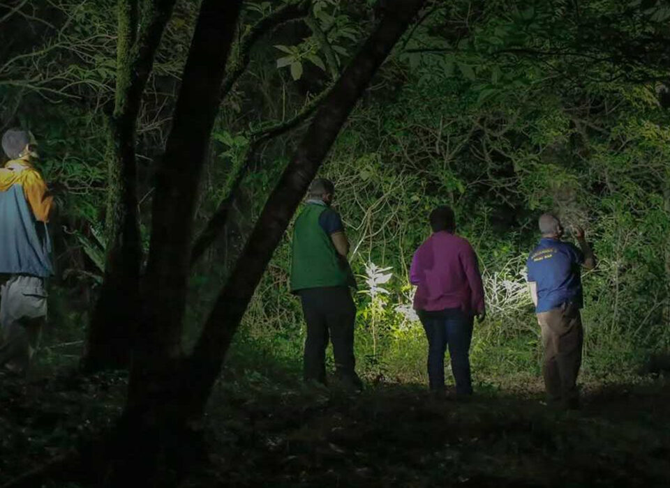 Night Walks in Kibale Forest National Park