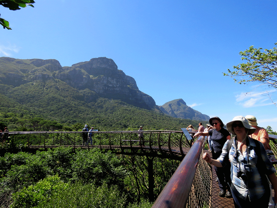 nyugwe canopy experience