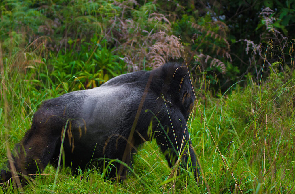 Rwanda Gorilla Permit Availability: Your Complete Guide