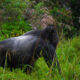 Rwanda Gorilla Permit Availability: Your Complete Guide