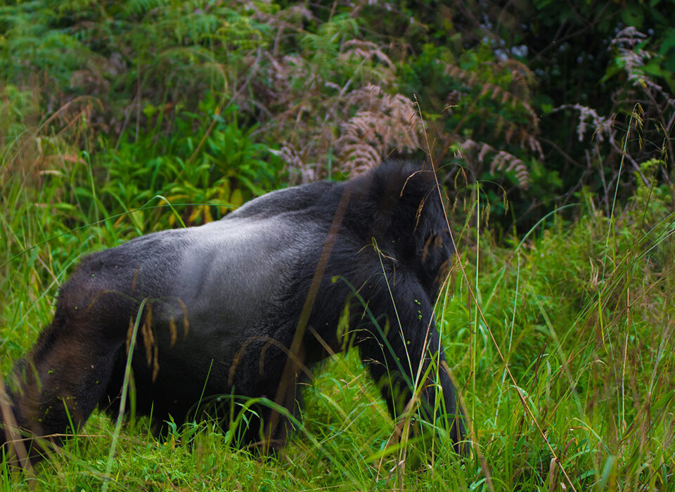 Rwanda Gorilla Permit Availability: Your Complete Guide