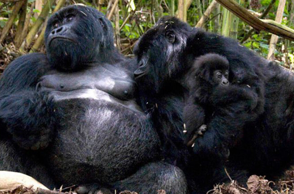How Long Are Gorillas Pregnant?