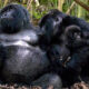 How Long Are Gorillas Pregnant?