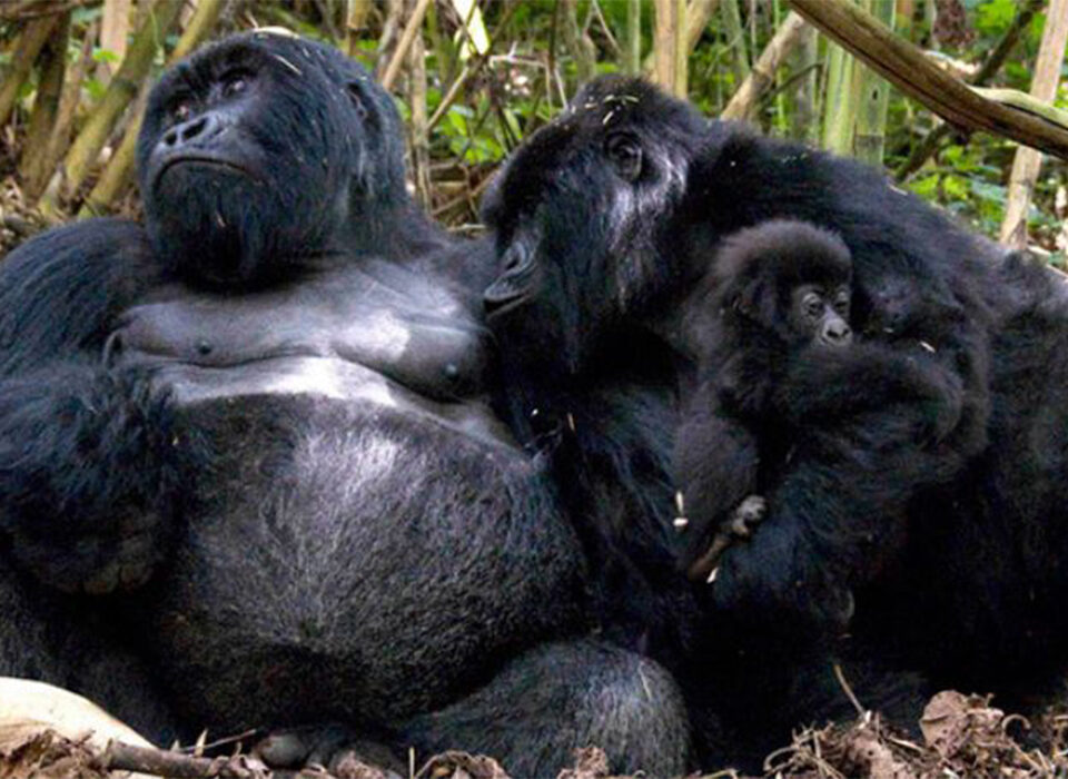 How Long Are Gorillas Pregnant?