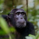 Primate Safaris in Rwanda During the Low Season