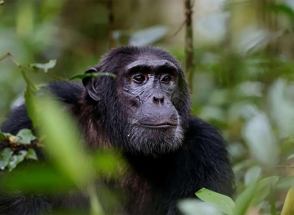 Primate Safaris in Rwanda During the Low Season