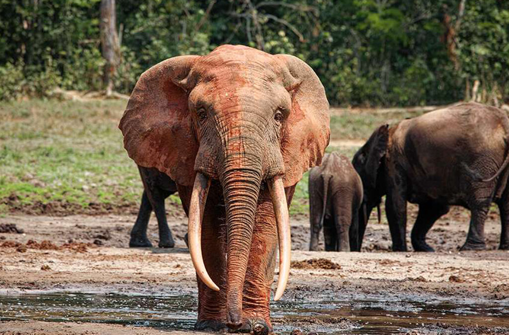 African Forest Elephants vs Savanna Elephants