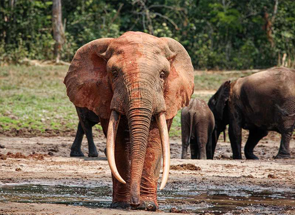 African Forest Elephants vs Savanna Elephants