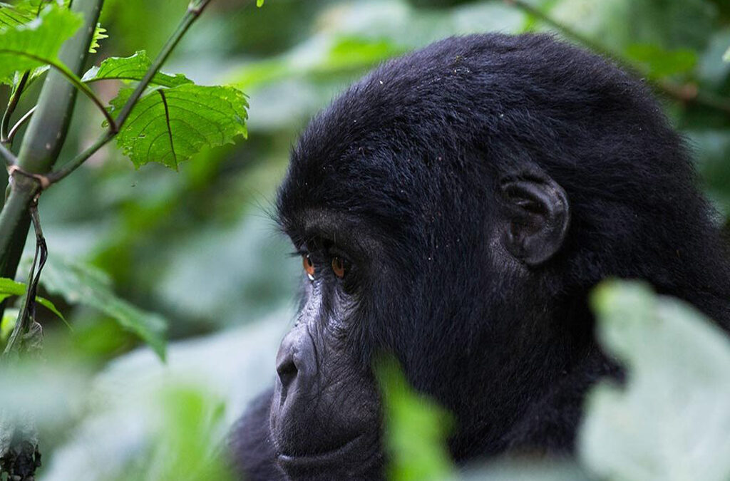 Things You Should Never Do Around Mountain Gorillas