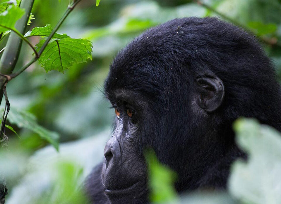 Things You Should Never Do Around Mountain Gorillas
