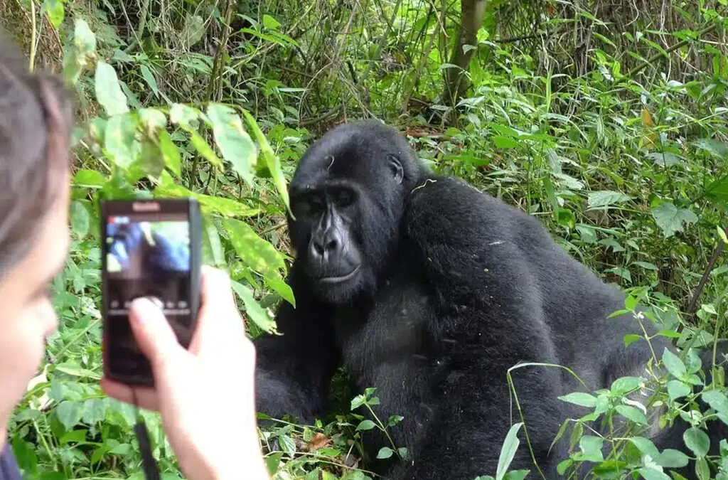 Is Gorilla Trekking in Uganda Still Available for 2026/2027?