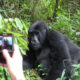 Is Gorilla Trekking in Uganda Still Available for 2026/2027?
