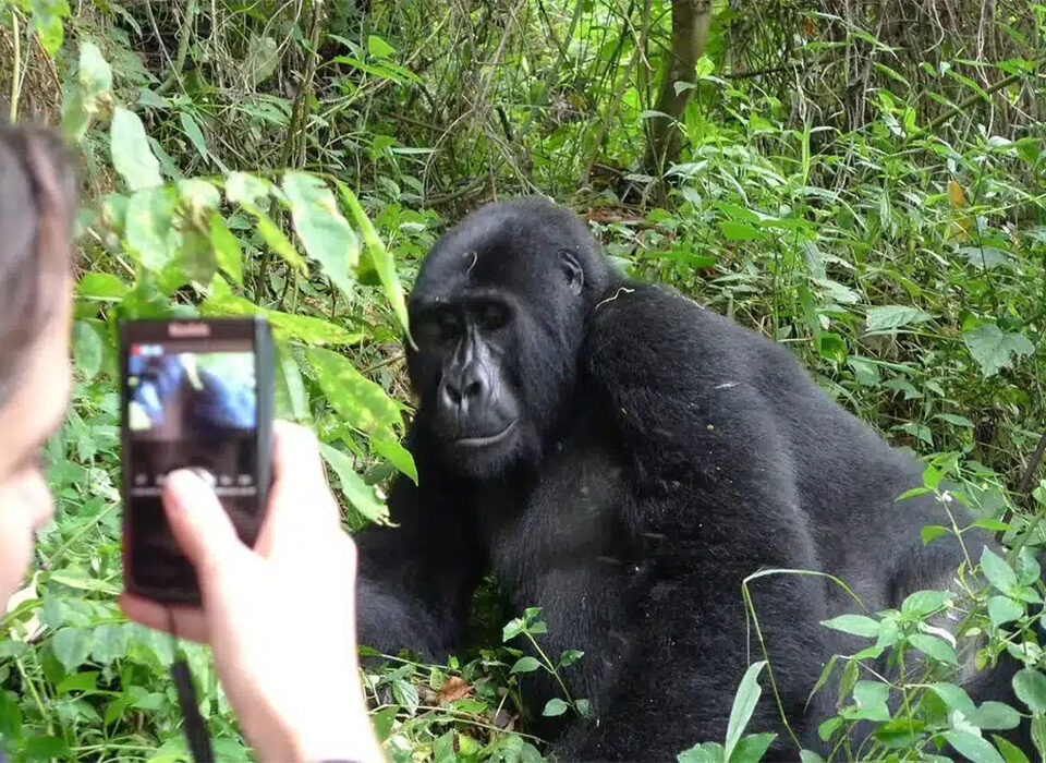 Is Gorilla Trekking in Uganda Still Available for 2026/2027?