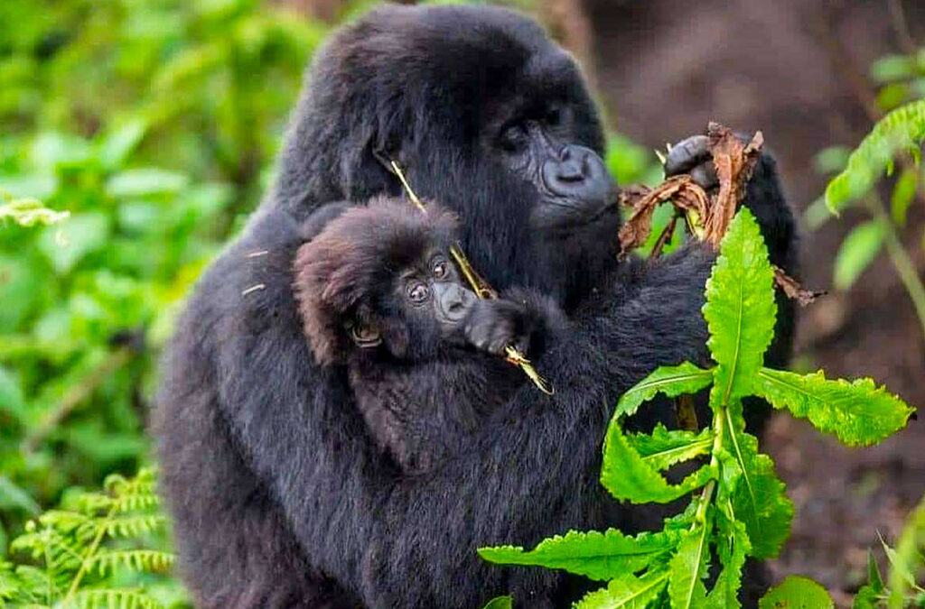 5 Days Uganda Wildlife & Gorilla Trekking Safari with Cultural Experience.