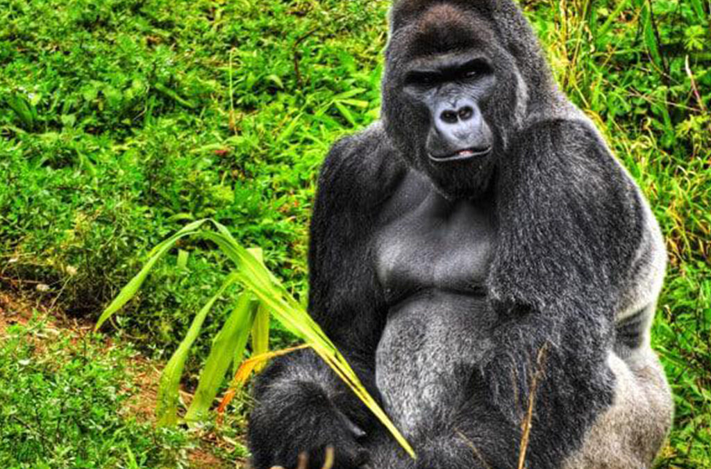 Latest Updates on Gorilla Trekking in Uganda