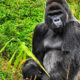 Latest Updates on Gorilla Trekking in Uganda