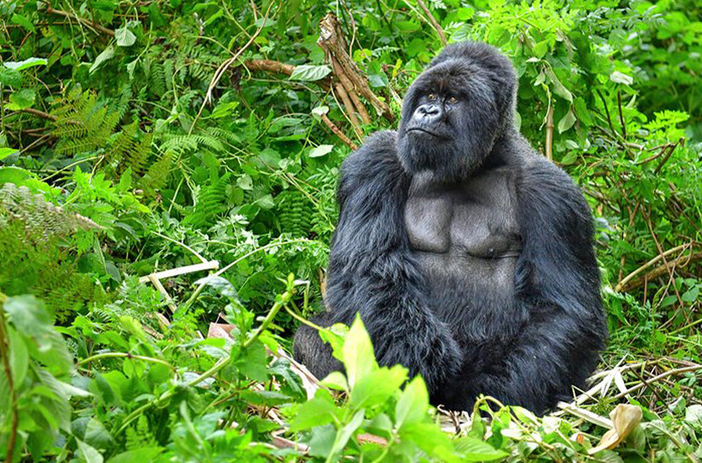 8 Best Things to Do in Rwanda