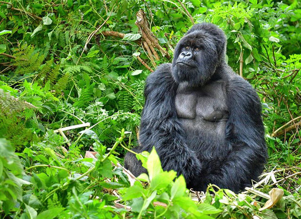 8 Best Things to Do in Rwanda