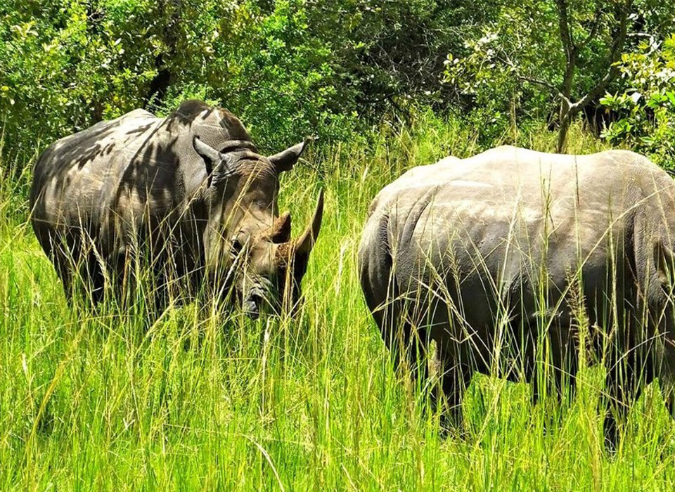 Top Activities to Do at Ziwa Rhino Sanctuary in 2026