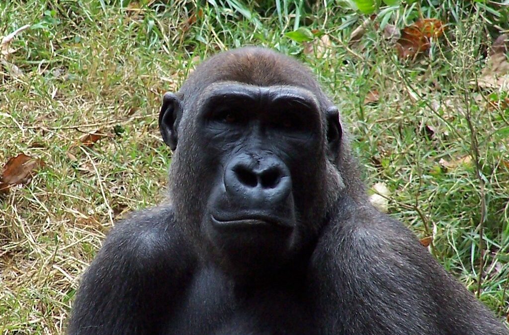 What to do if you encounter a gorilla on a trek