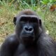 What to do if you encounter a gorilla on a trek
