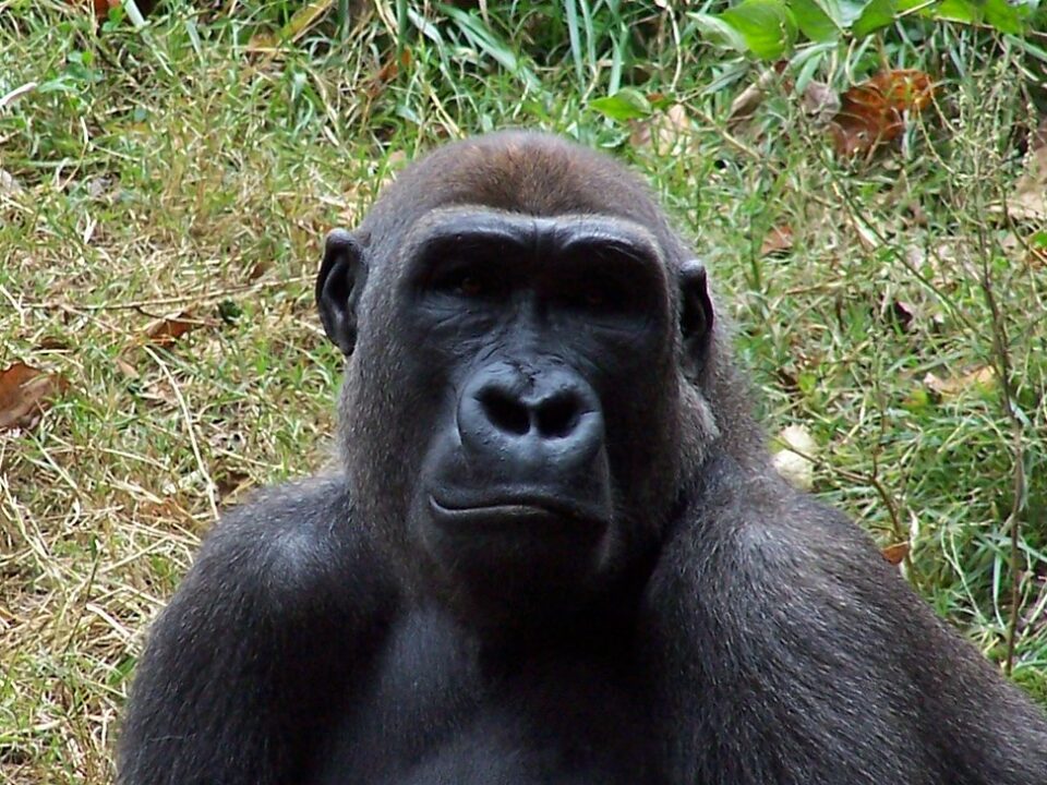 What to do if you encounter a gorilla on a trek