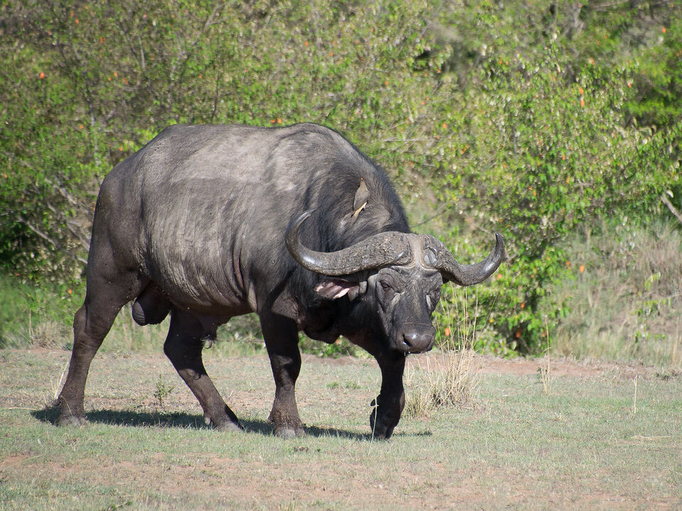 big five kenya safari