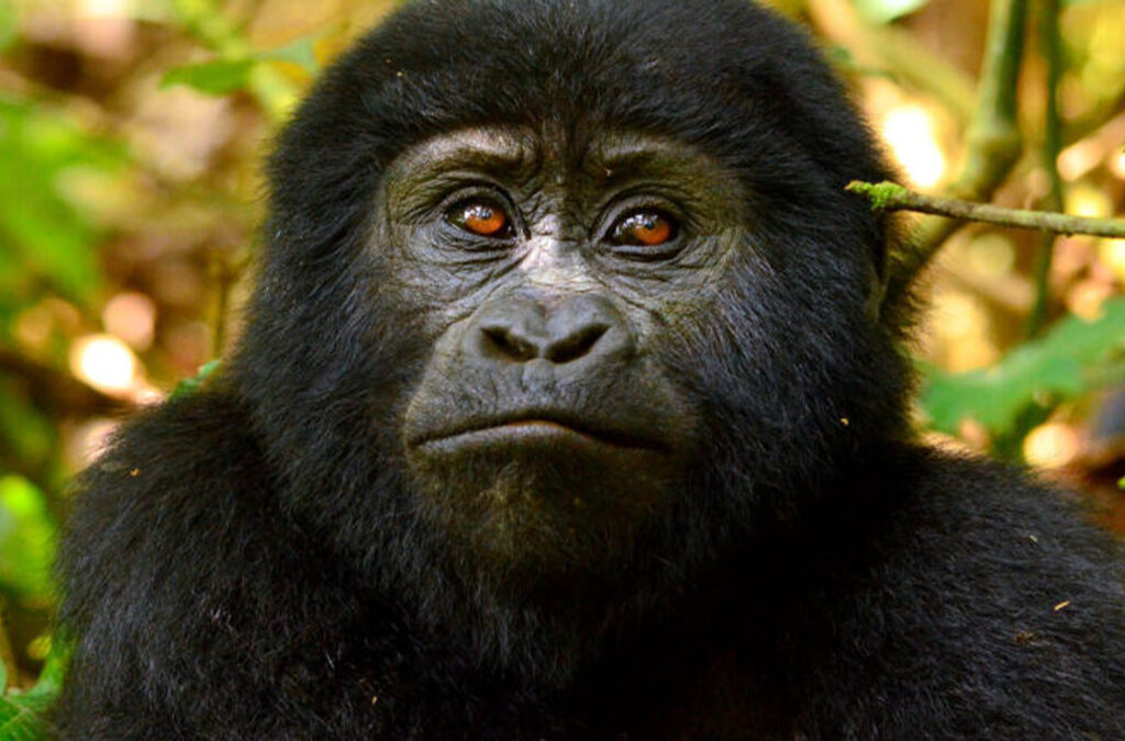 4 Days Uganda Rwanda Gorilla Safari