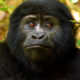 4 Days Uganda Rwanda Gorilla Safari