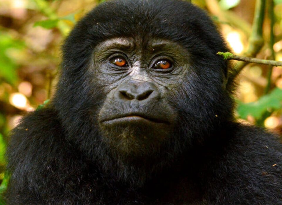 4 Days Uganda Rwanda Gorilla Safari