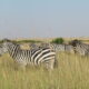 10 Days Karamoja Cultural Tour & Wildlife Safari
