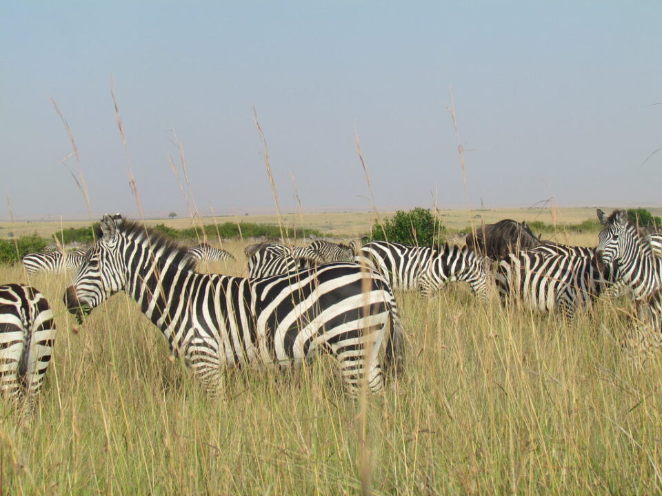 10 Days Karamoja Cultural Tour & Wildlife Safari