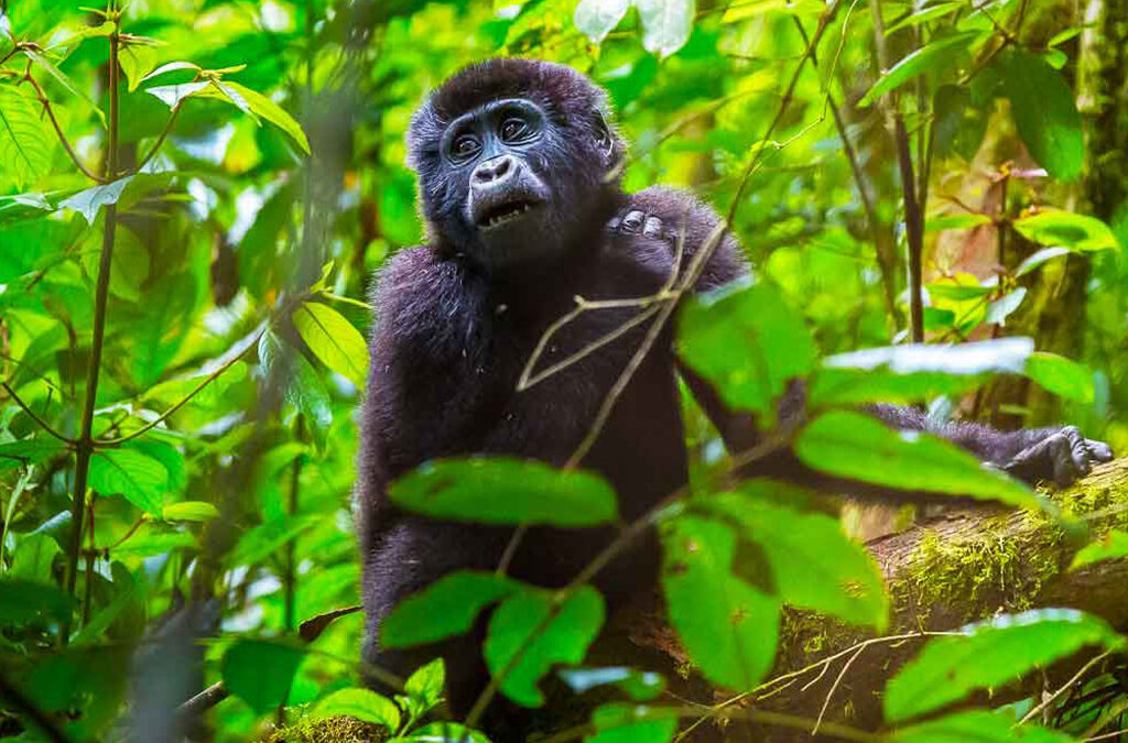 5 Days Rwanda Gorilla & Chimpanze