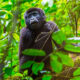 5 Days Rwanda Gorilla & Chimpanze