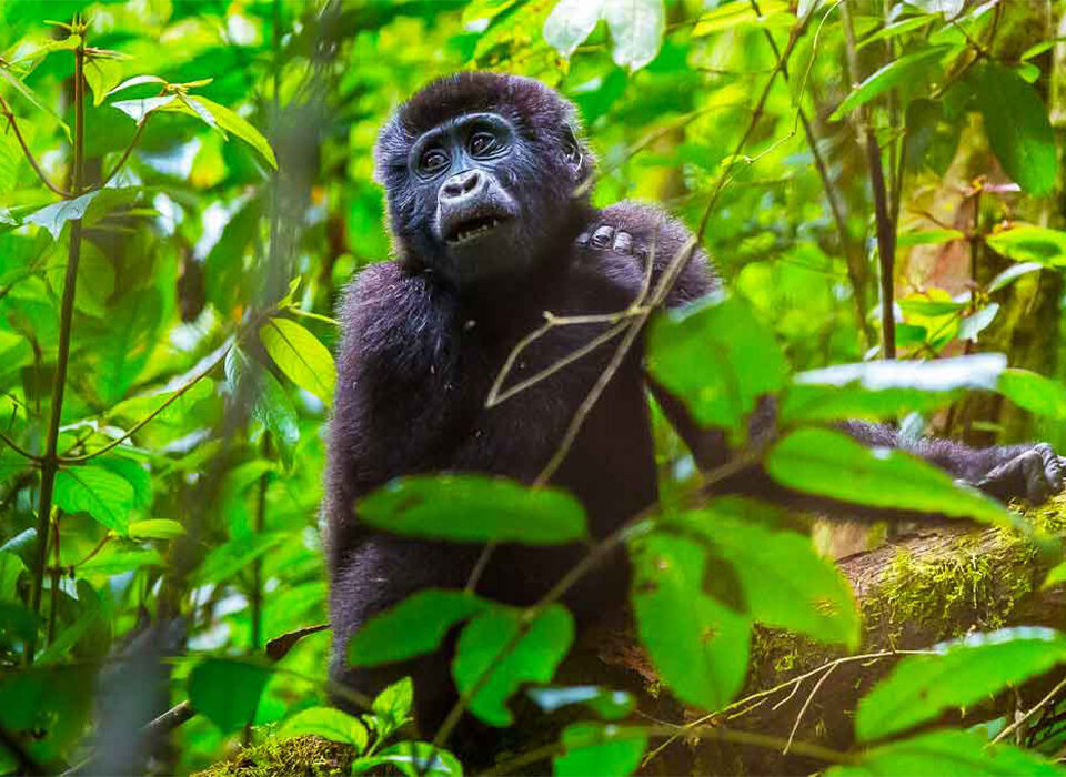 5 Days Rwanda Gorilla & Chimpanze