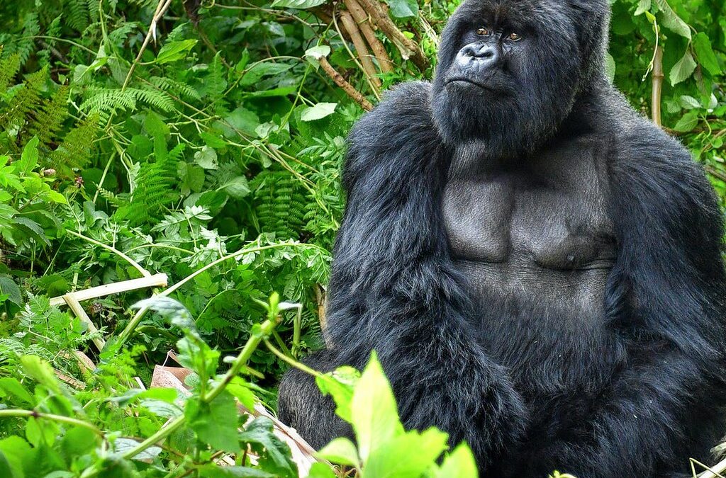 3 days Rwanda gorilla safari