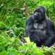 3 days Rwanda gorilla safari