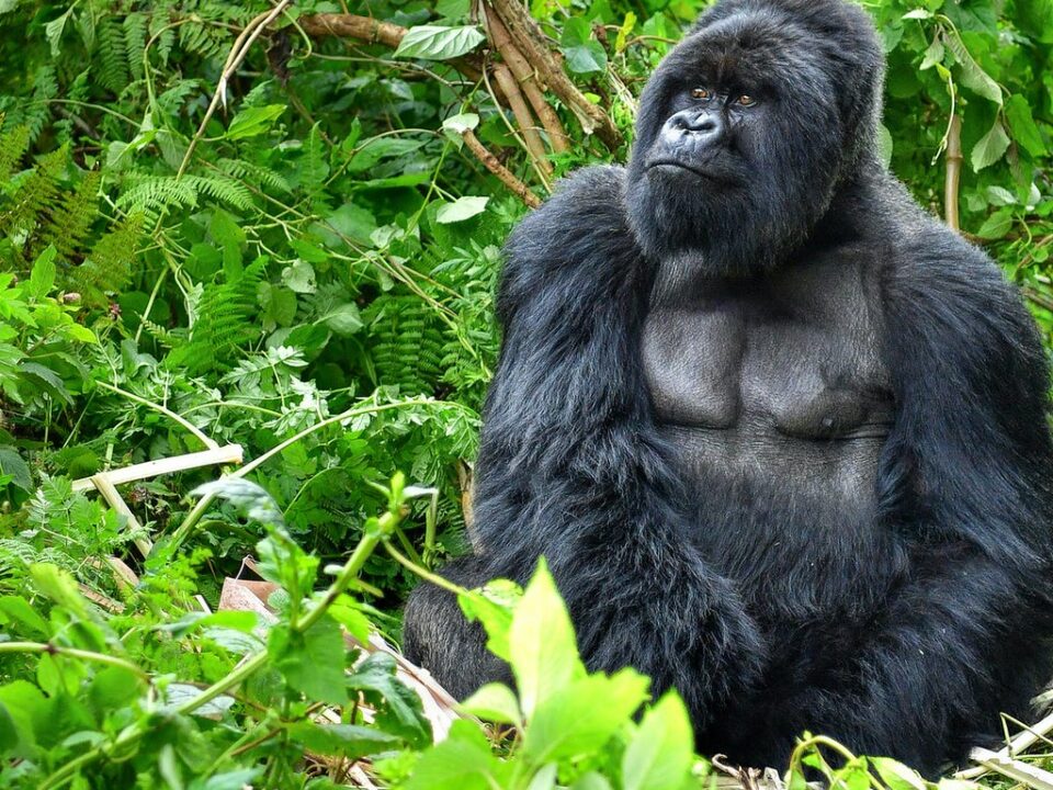 3 days Rwanda gorilla safari