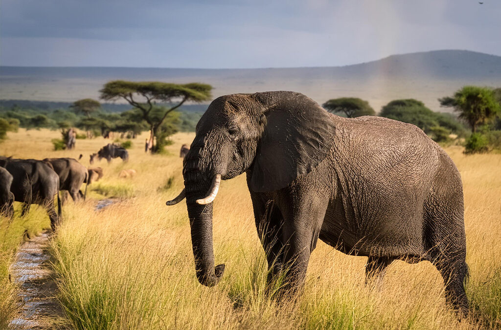 African Safari Adventures for Wildlife Lovers