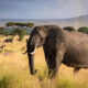 African Safari Adventures for Wildlife Lovers