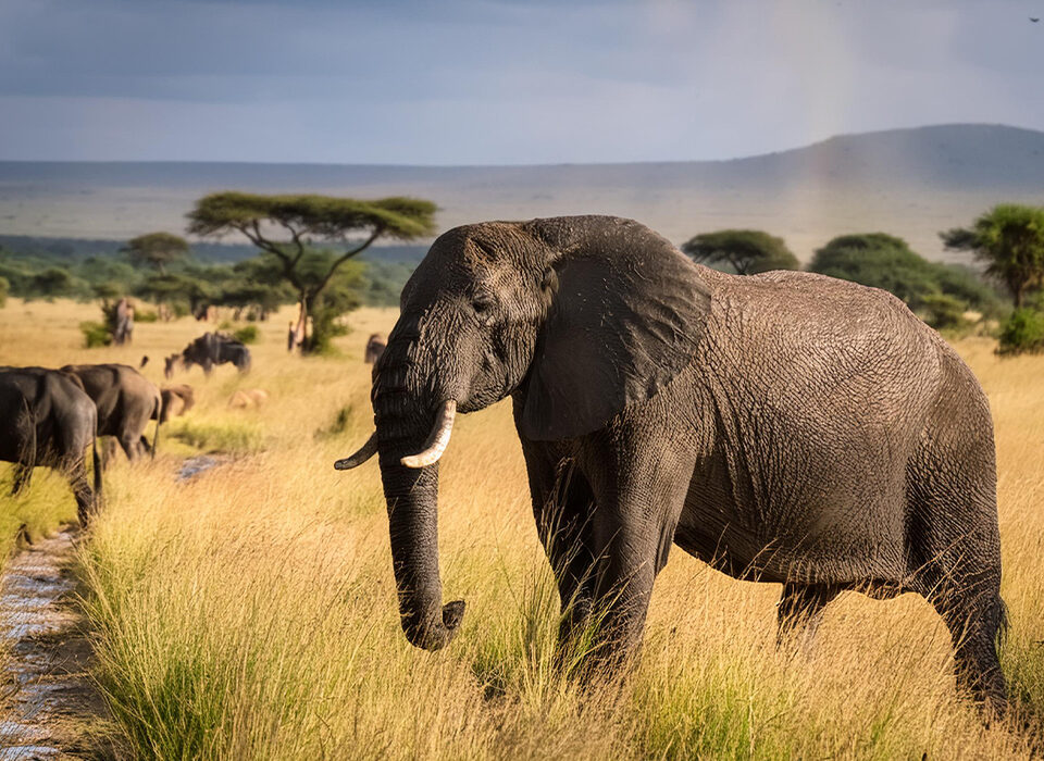 African Safari Adventures for Wildlife Lovers