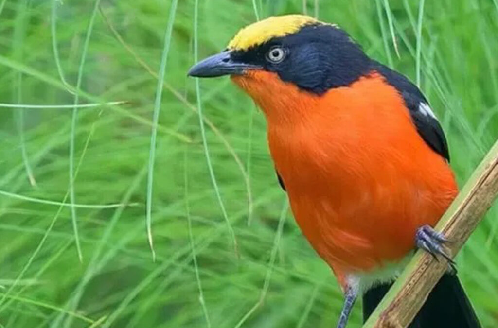 3 Day 2 Nights Uganda Savannah Birding Safari