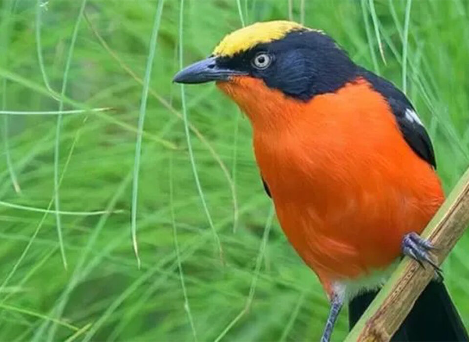 3 Day 2 Nights Uganda Savannah Birding Safari