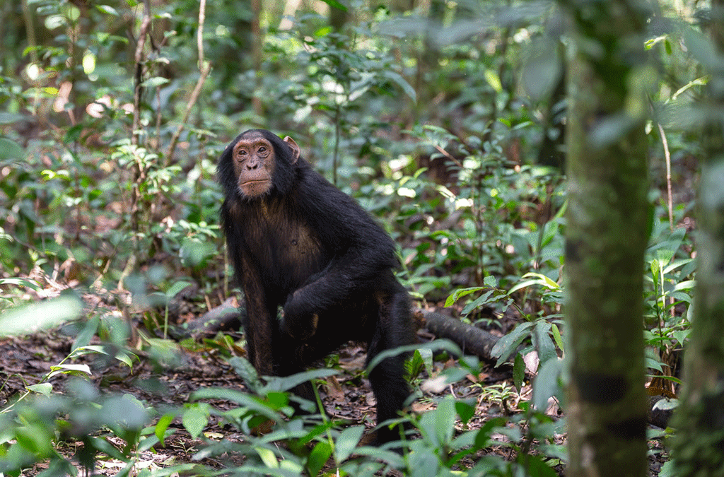 Chimpanzee Habituation Experience in Uganda
