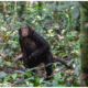 Chimpanzee Habituation Experience in Uganda
