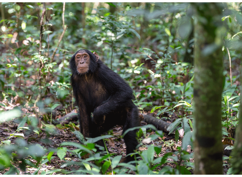 Chimpanzee Habituation Experience in Uganda